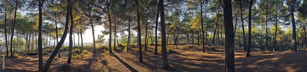 Sunlit pine forest panorama with tall trees, shadows, and a sunlit path. Sunlit pine forest panorama with tall trees, shadows, and a sunlit path.