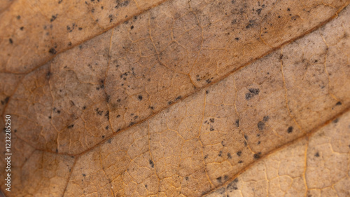 Dried leaf texture has a striated motif on its surface. photo