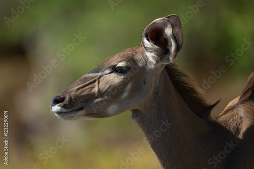 Close-up of female greater kudu in profile photo