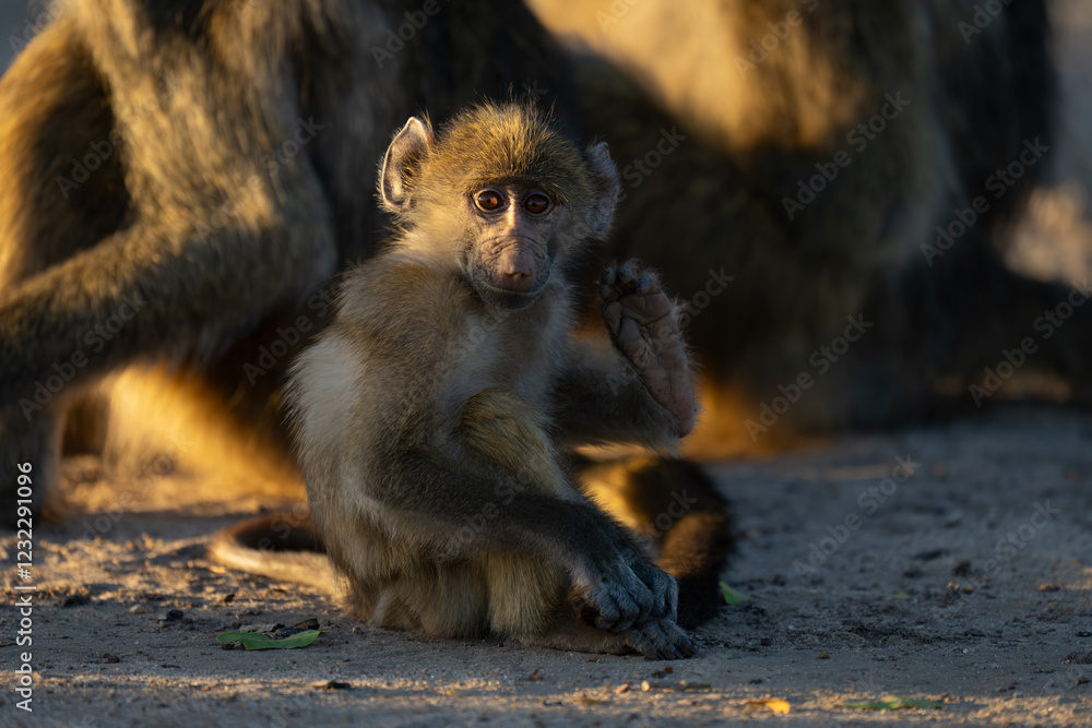 Baby chacma baboon sits scratching near others Baby chacma baboon sits scratching near others