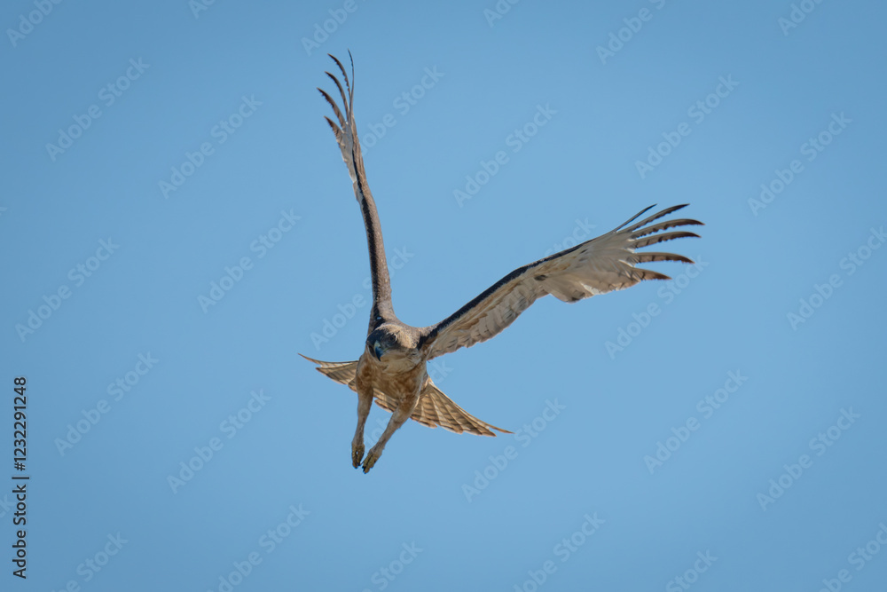 African hawk-eagle flies through perfect blue sky African hawk-eagle flies through perfect blue sky