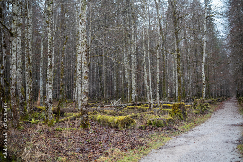 Obraz premium Peaceful forest trail with tall trees and soft ground underfoot in winter