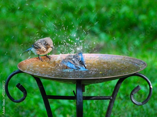 Birds bathing in a garden birdbath.