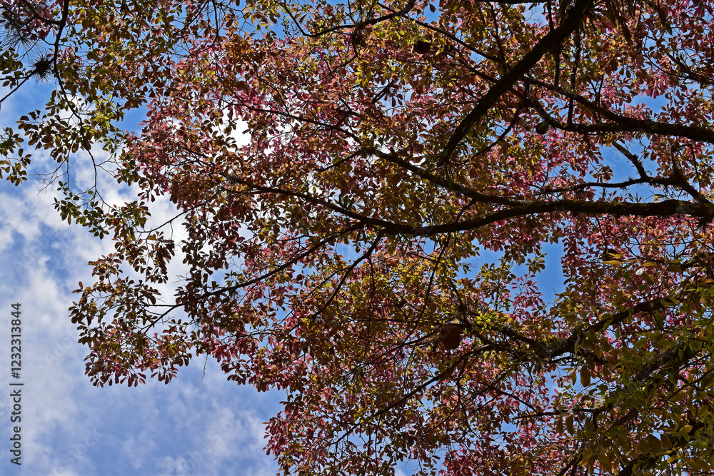 Monkey pot tree leaves (Lecythis pisonis) and blue sky