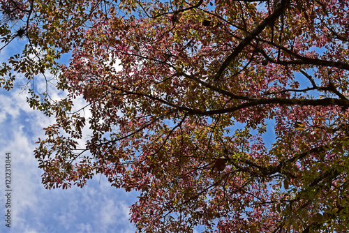 Obraz na płótnie Monkey pot tree leaves (Lecythis pisonis) and blue sky w salonie