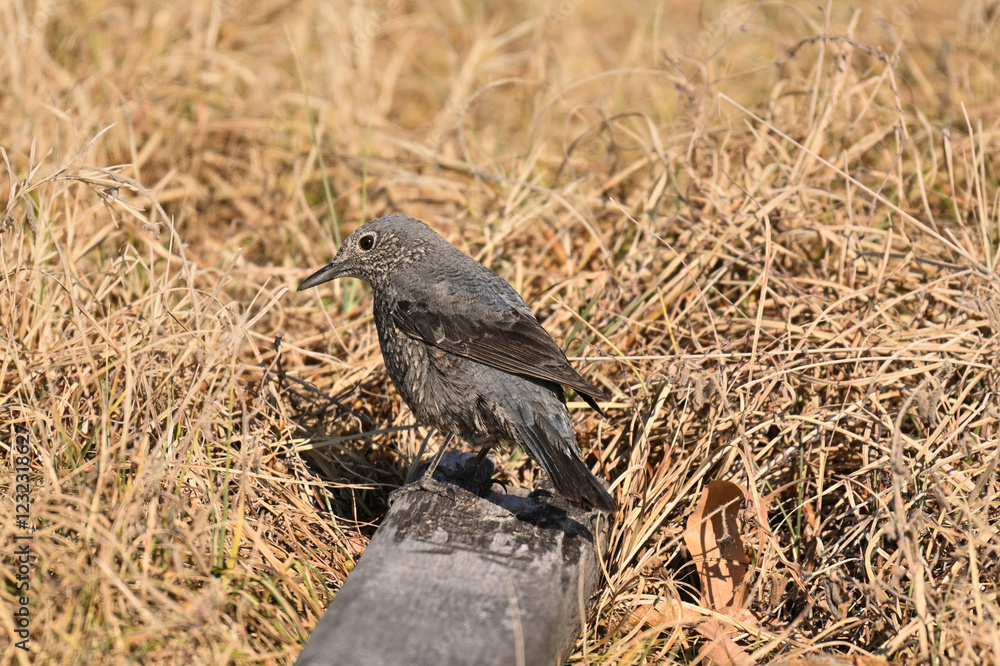 Fototapeta premium イソヒヨドリ blue rock thrush