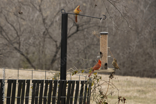 Bird standoff at feeder photo