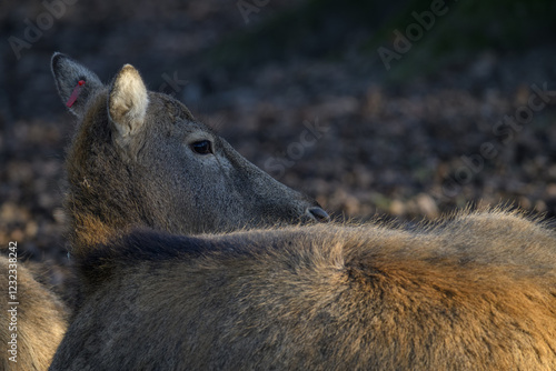 Resting doe deer milo, dozing.
 photo