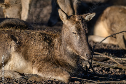 Resting doe deer milo, dozing.
 photo