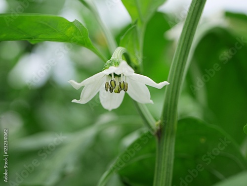 ピーマンの花20240905