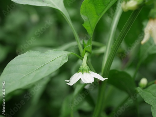 ピーマンの花20240904