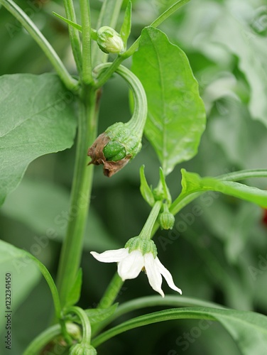 ピーマンの花20240901