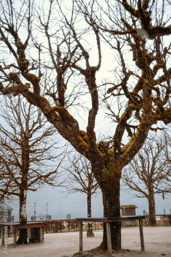 Fototapeta premium Barren trees with moss in foggy atmosphere at lakeside park