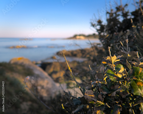 Coastal vegetation photo