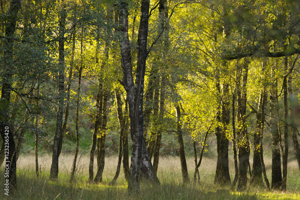Obraz premium Sunshine on the treetops, sunshine on leaves, forest, beautiful landscape, colourful trees, larches, birches, beautiful tree landscape, beauty of trees, forest scenery, bright light in nature
