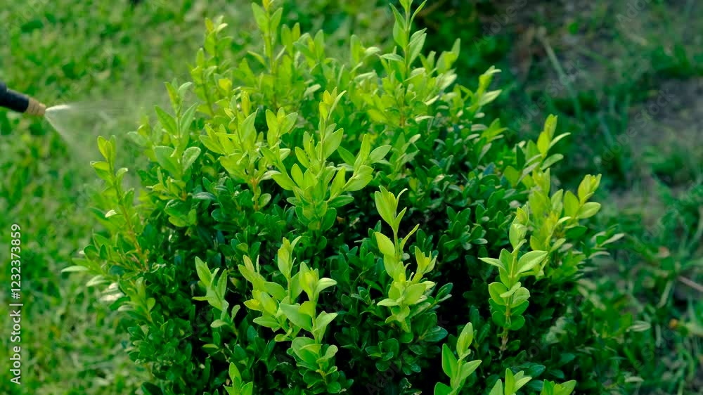 spraying boxwood against pests. Selective focus. spraying boxwood against pests. Selective focus.