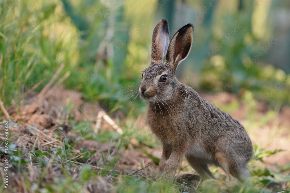 A cute young european hare sits on the field. Lepus europaeus. Wildlife scene with a baby hare A cute young european hare sits on the field. Lepus europaeus. Wildlife scene with a baby hare