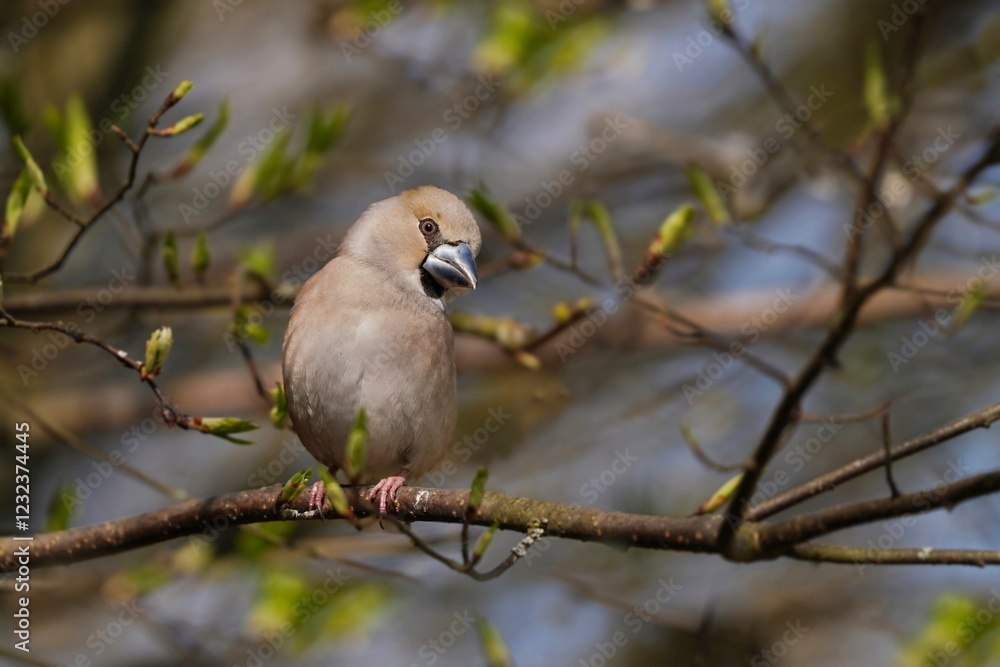 A female hawfinch sits on the branch. Coccothraustes coccothraustes.  Wildlife scene from nature. Spring in the nature.