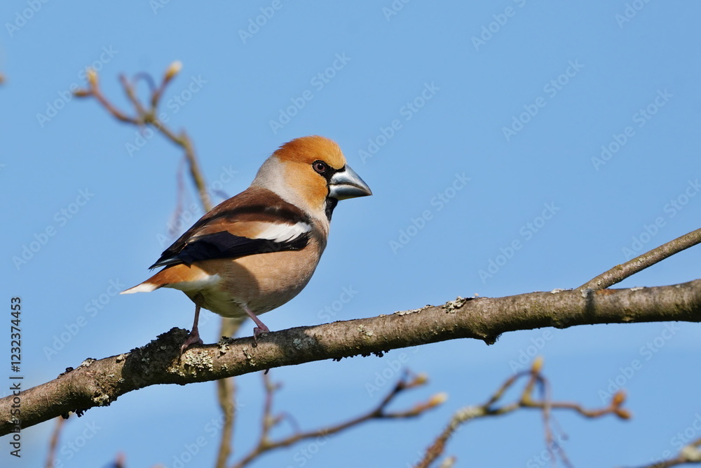 Naklejka premium A male hawfinch sits on the branch. Coccothraustes coccothraustes. Wildlife scene from nature. Spring in the nature.