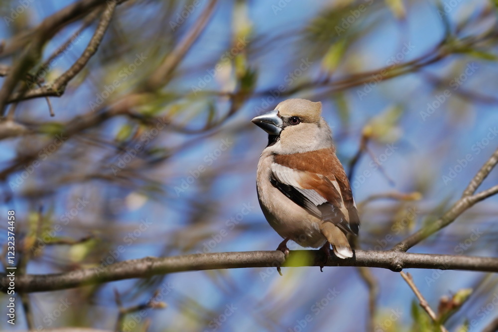 Naklejka premium A female hawfinch sits on the branch. Coccothraustes coccothraustes. Wildlife scene from nature. Spring in the nature.