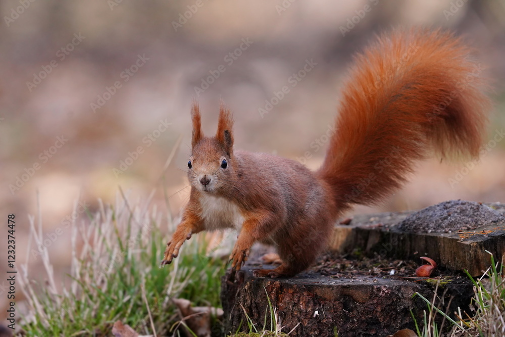 A cute europeaan red squirrel is jumping from a tree stump. Sciurus vulgaris A cute europeaan red squirrel is jumping from a tree stump. Sciurus vulgaris