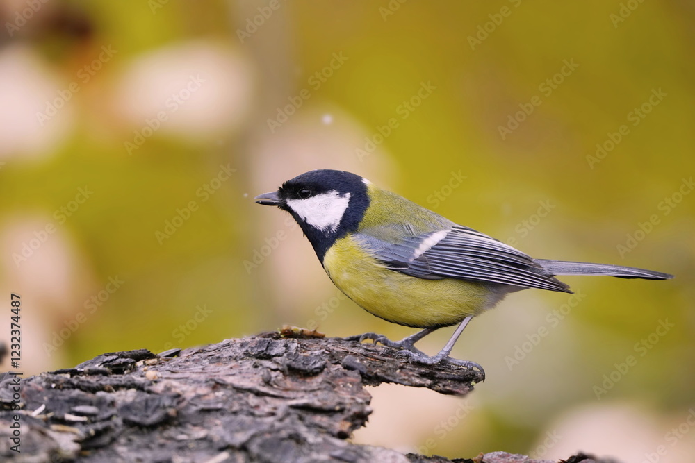 A cute great tit sits on a piece of tree bark. Portrait of a colorful titmouse. Parus major A cute great tit sits on a piece of tree bark. Portrait of a colorful titmouse. Parus major