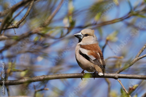 A female hawfinch sits on the branch. Coccothraustes coccothraustes.  Wildlife scene from nature. Spring in the nature. photo