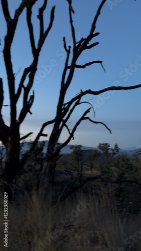 Walk in the forest, hiking, landscape 