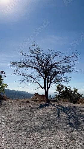 dead tree in the desert