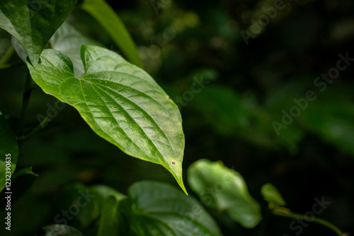 Wallpaper Mural Close-up of Glossy Green Leaf in Natural Light Torontodigital.ca