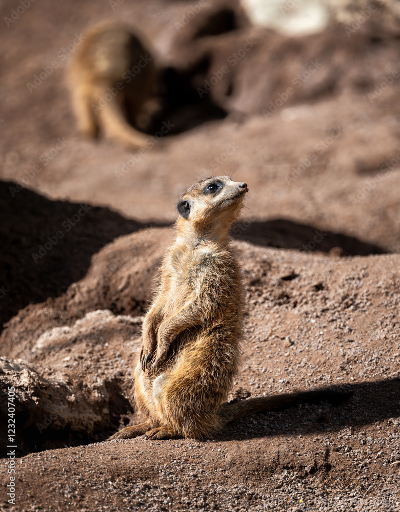 Meerkat guard sitting upright on a rock