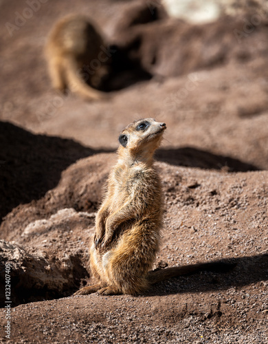 Obraz na płótnie Meerkat guard sitting upright on a rock w salonie