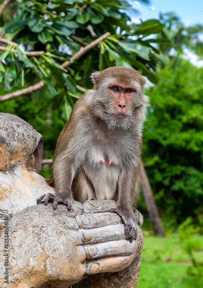 Fototapeta premium Close up of a monkey looking forward. Monkey sitting against forest background. Bokeh background