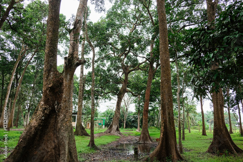 Beautiful tree at Buluh Cina Nature Tourism Park, Riau, Indonesia. photo