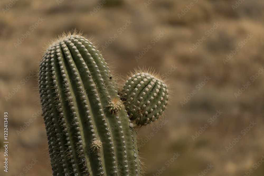 Closeup of large Saguaro plant near Tonto Monument