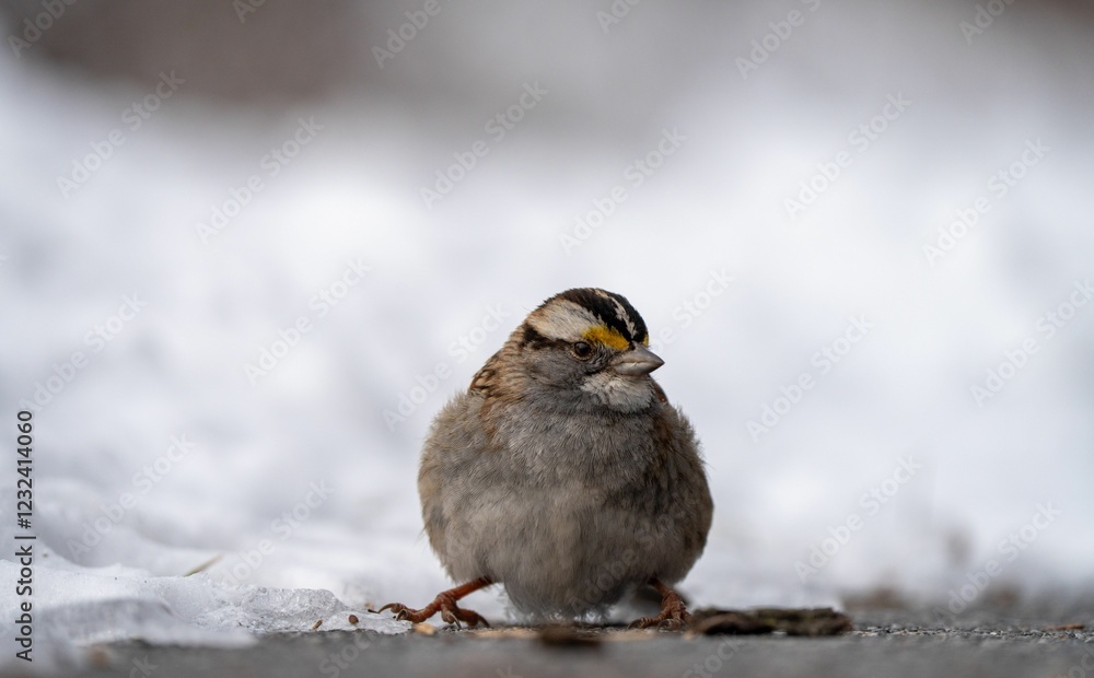 Fototapeta premium Sparrow on Snowy Ground