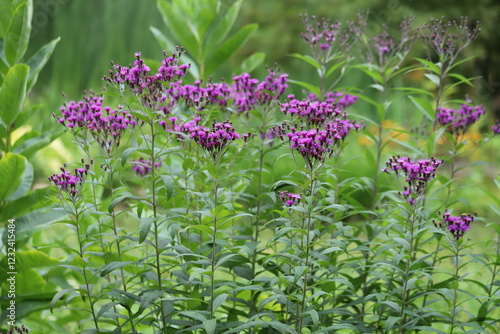 Vernonia crinita. Violet flower in the garden. photo