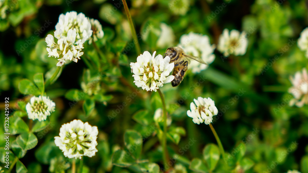Close-up of a honey bee collecting pollen and nectar under the sunlight in a field in summer Close-up of a honey bee collecting pollen and nectar under the sunlight in a field in summer