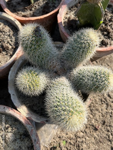 Fresh Colorful Variety of Flowers For Sale at the Outdoor Market, and a variety of flowers, Multi-colored vibrant fresh flower bouquets at the flower shop