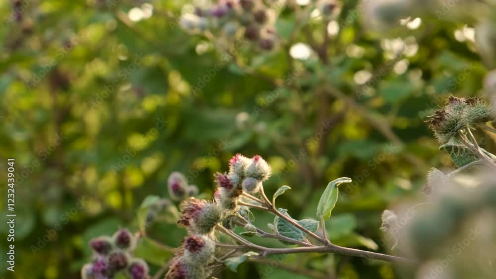 Burdock growing in the field. Selective focus. Burdock growing in the field. Selective focus.