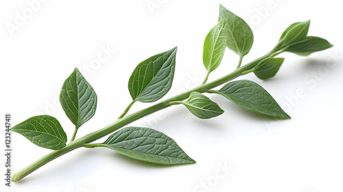 Fresh Green Plant Stem with...