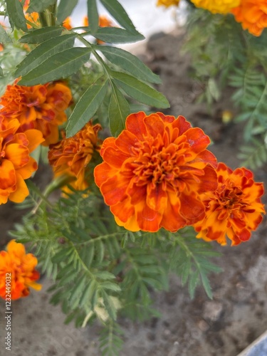 Closeup of orange marigold flowers and foliage, Flowerbed of marigolds in bloom, Still Life with Orange and Yellow Marigolds