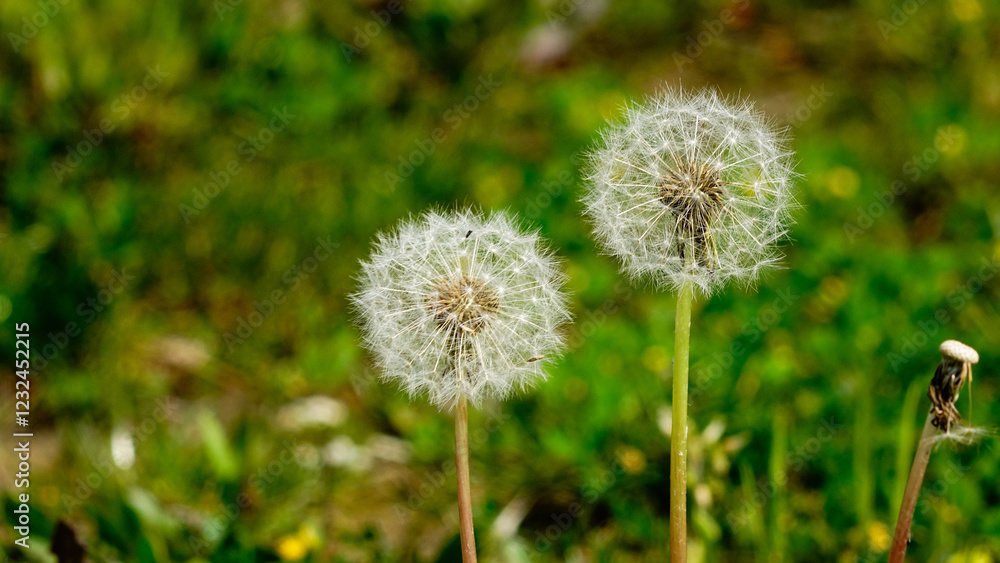 Dandelion weed seeds blowing across a spring, Dandelion weed seeds blowing across a spring,