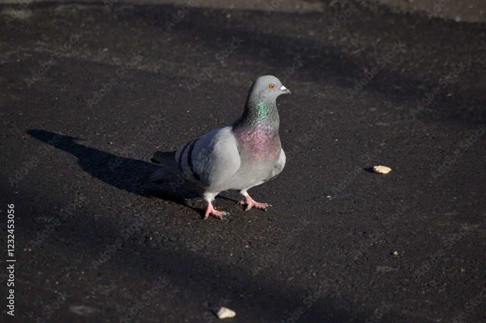 Obraz premium pigeon on the ground