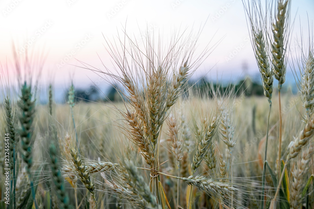 Wheat field. Ears of golden wheat close up. Beautiful Nature Sunset Landscape. Rural Scenery under Shining Sunlight Wheat field. Ears of golden wheat close up. Beautiful Nature Sunset Landscape. Rural Scenery under Shining Sunlight