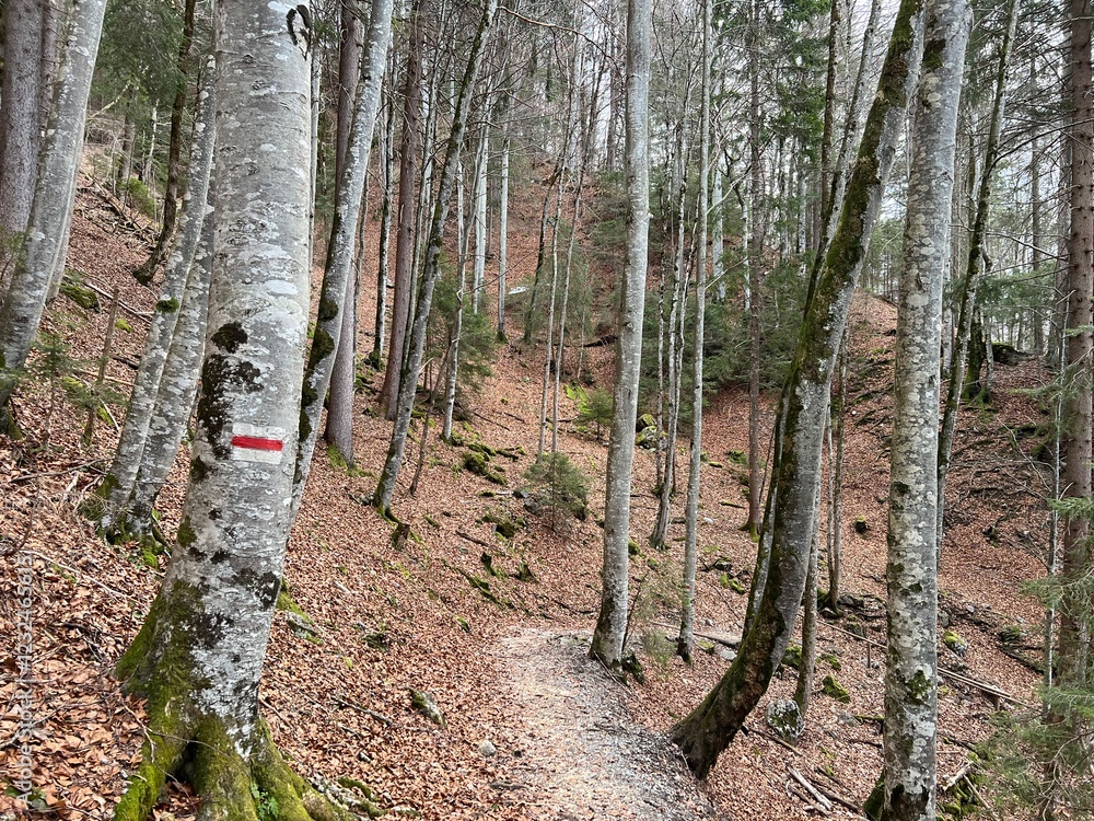 Obraz premium Alpine forest trails in a typical winter environment and over the tourist resort of Engelberg in Swiss Alps - Canton of Obwalden, Switzerland (Kanton Obwald, Schweiz)