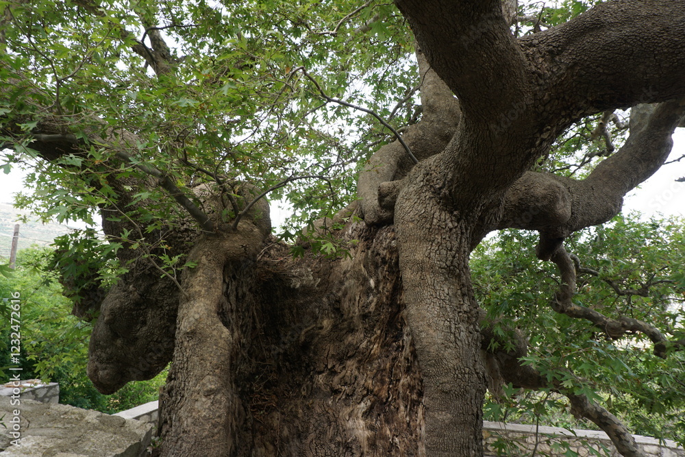 The trunk of a very old tree in Crete, Greece The trunk of a very old tree in Crete, Greece
