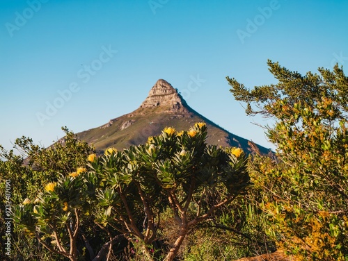 Lion's Head with vibrant fynbos in Cape Town. photo