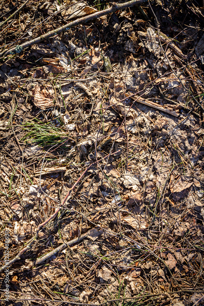 Natural pine forest ground with some leaves, twigs and seeds. Forest soil texture background Natural pine forest ground with some leaves, twigs and seeds. Forest soil texture background