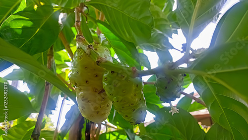 close up image of morinda or mengkudu herbal plant  photo